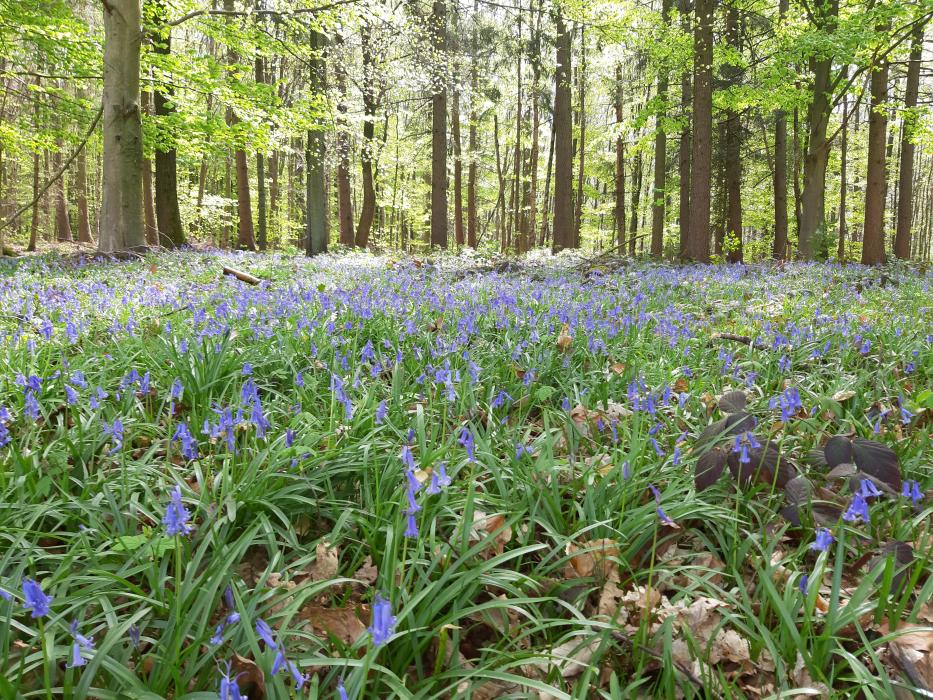 Forêt des Arbres du Souvenir