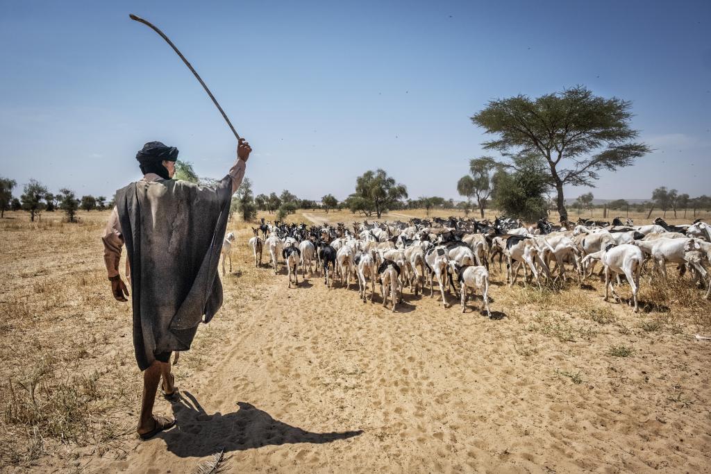 Eleveur et son troupeau de petits ruminants, Asaba, Mauritanie © Tim Dirven