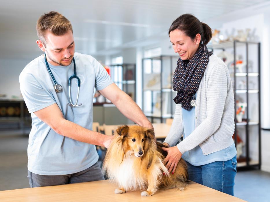 Veterinary MD UNamur