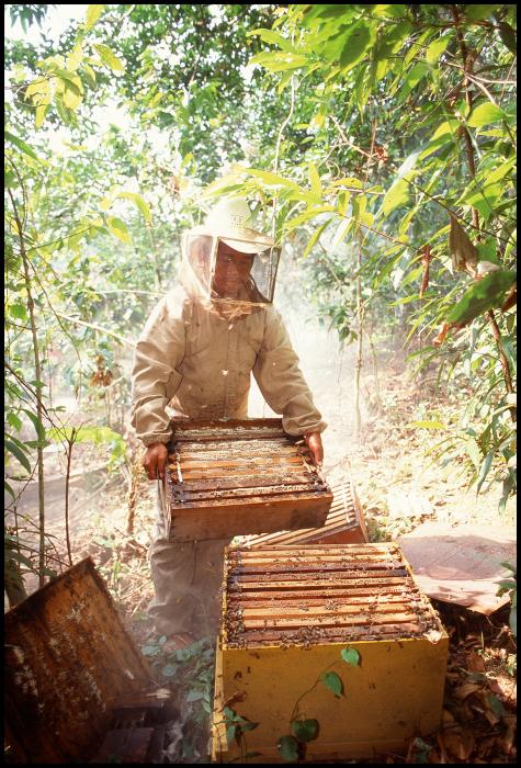 apiculteur en Amérique Latine