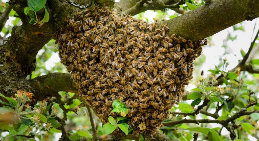 essaim d'abeilles