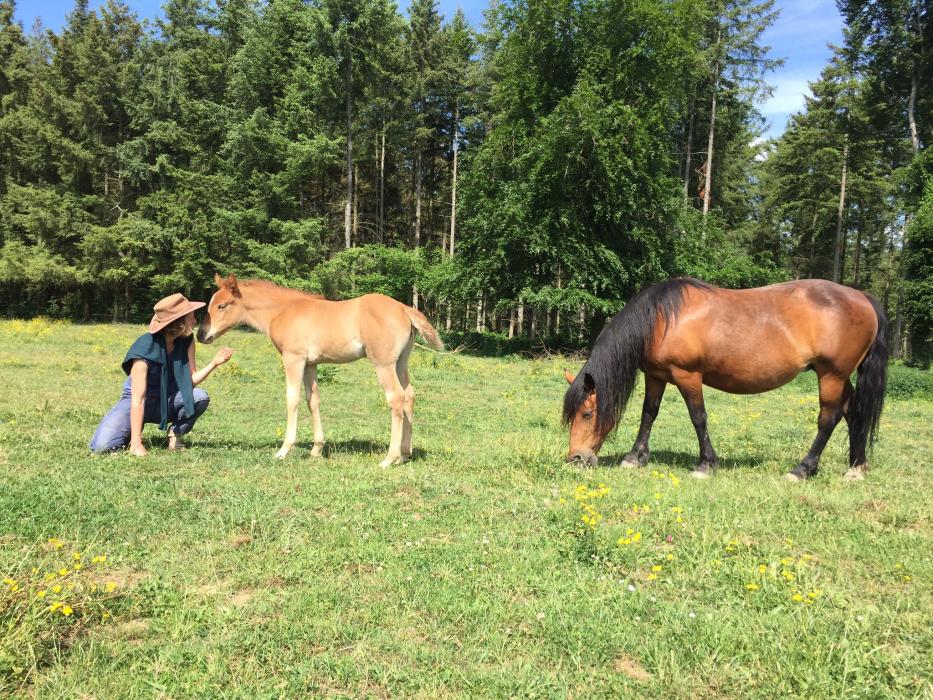 Approche des chevaux