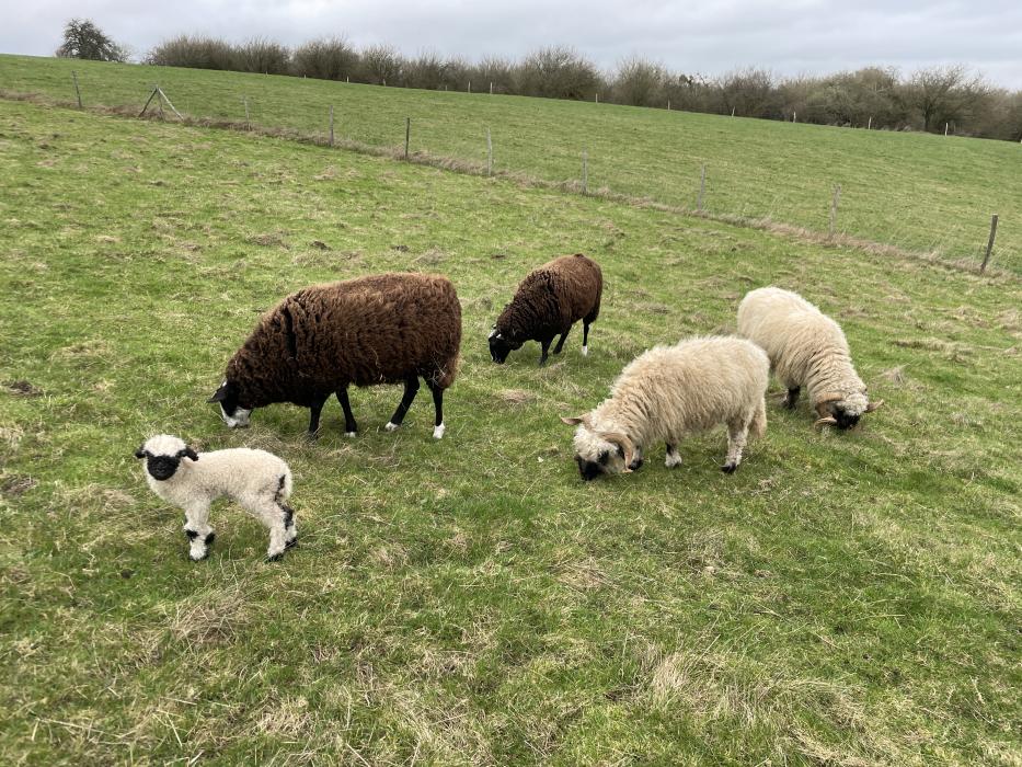 Atelier d'approche sensible avec un Troupeau de moutons