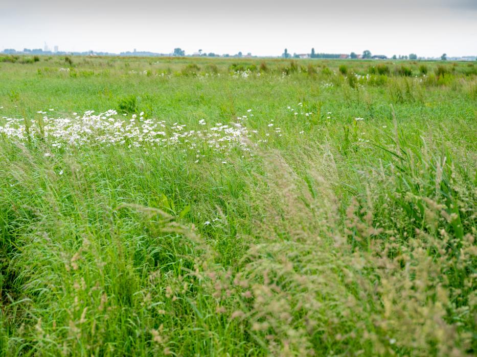 Historische kustpoldergraslanden te Damme. Een landschap dat onder hoge druk staat en de West-Vlaamse Milieufederatie probeert te beschermen