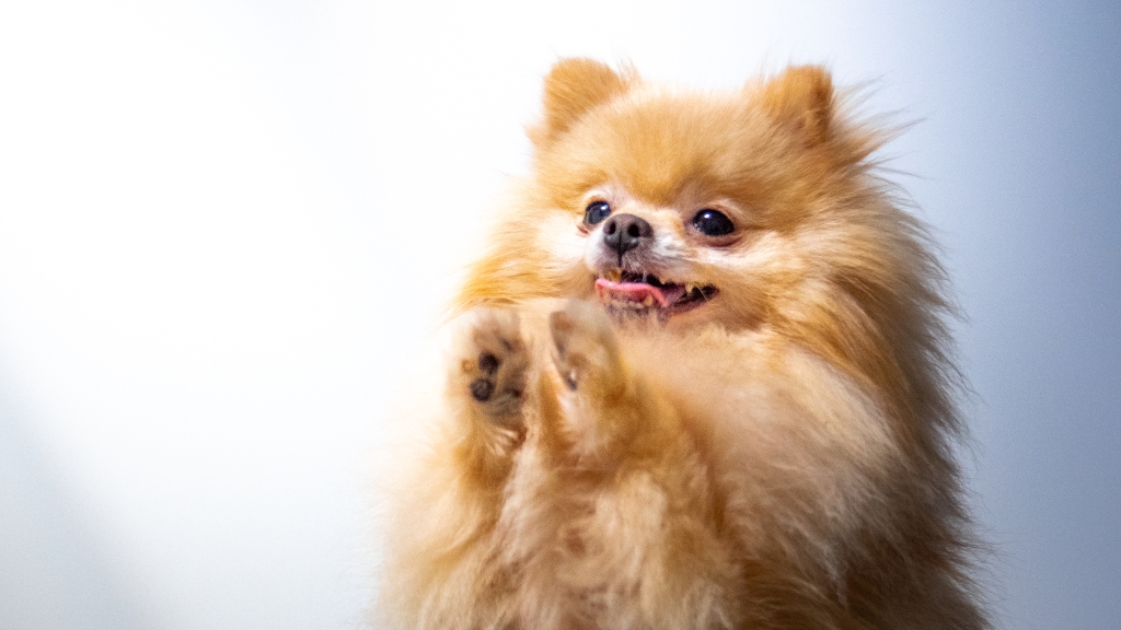 Een nieuw kans voor de dieren, een zinvolle strijd