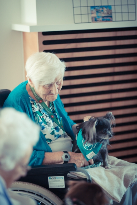 Elderly lady with chihuahua on her lap