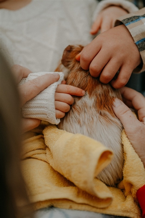 2 grote handen helpen handen van ziek meisje bij het strelen van een Cavia