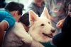 Swiss Shepherd between children